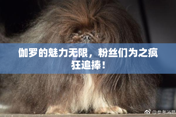 伽罗的魅力无限，粉丝们为之疯狂追捧！