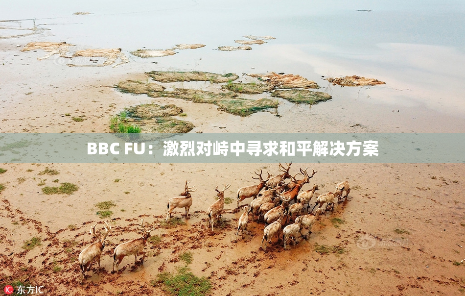 BBC FU：激烈对峙中寻求和平解决方案