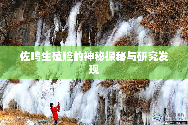 佐鸣生殖腔的神秘探秘与研究发现