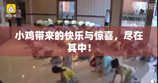小鸡带来的快乐与惊喜，尽在其中！