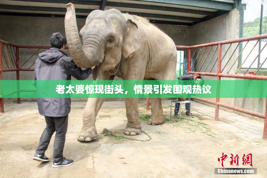 老太婆惊现街头，情景引发围观热议
