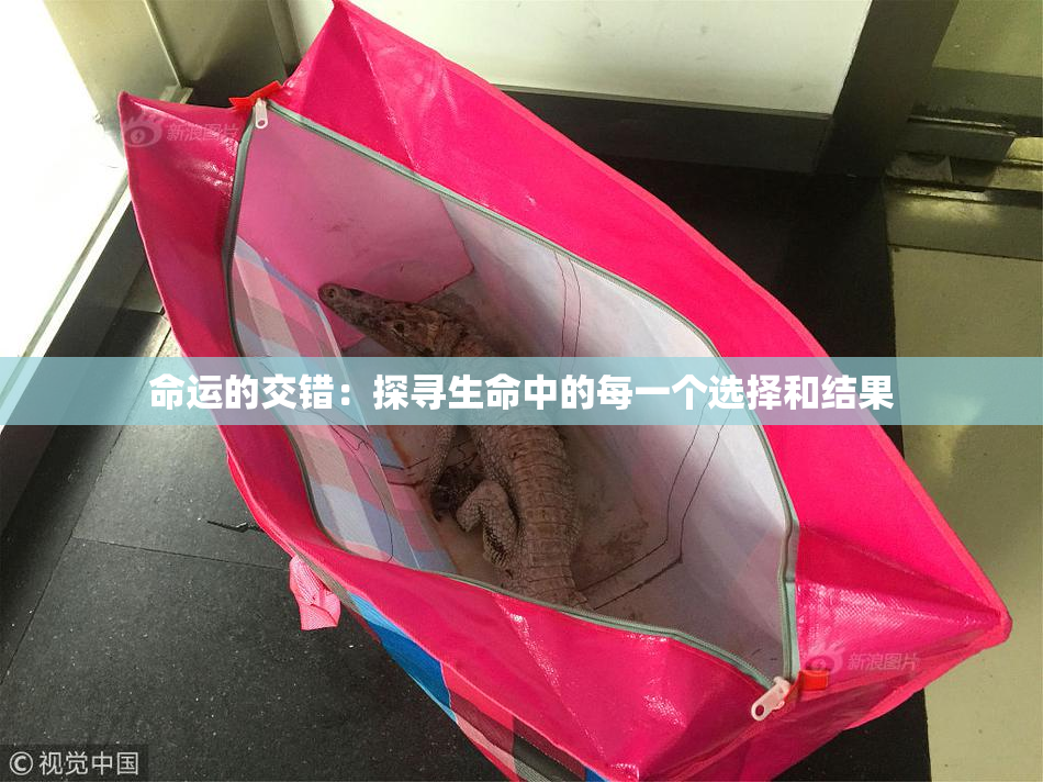 命运的交错：探寻生命中的每一个选择和结果