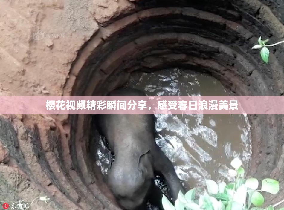 樱花视频精彩瞬间分享，感受春日浪漫美景