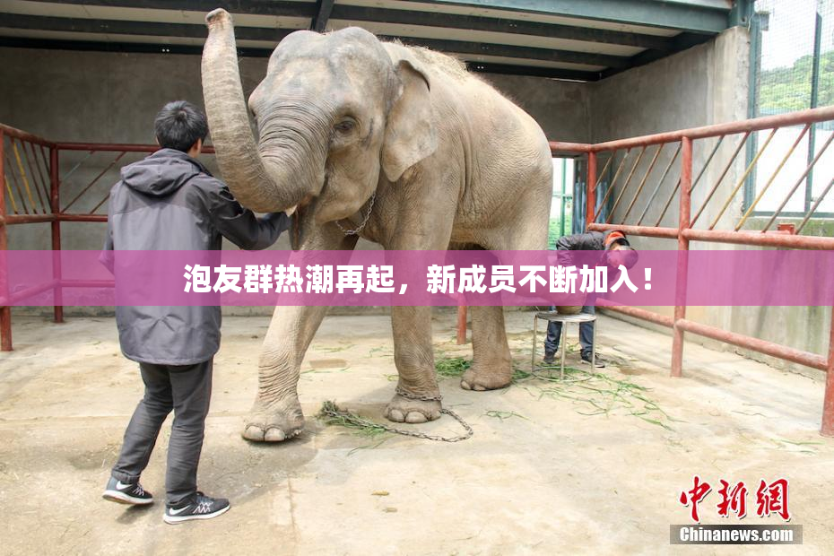 泡友群热潮再起，新成员不断加入！