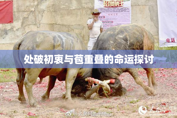 处破初衷与苞重叠的命运探讨