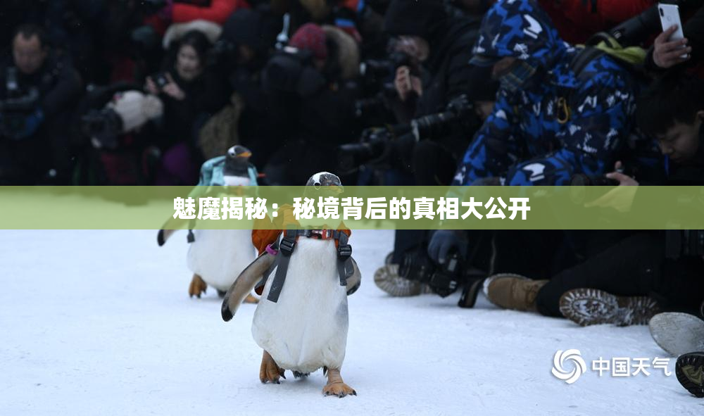 魅魔揭秘：秘境背后的真相大公开