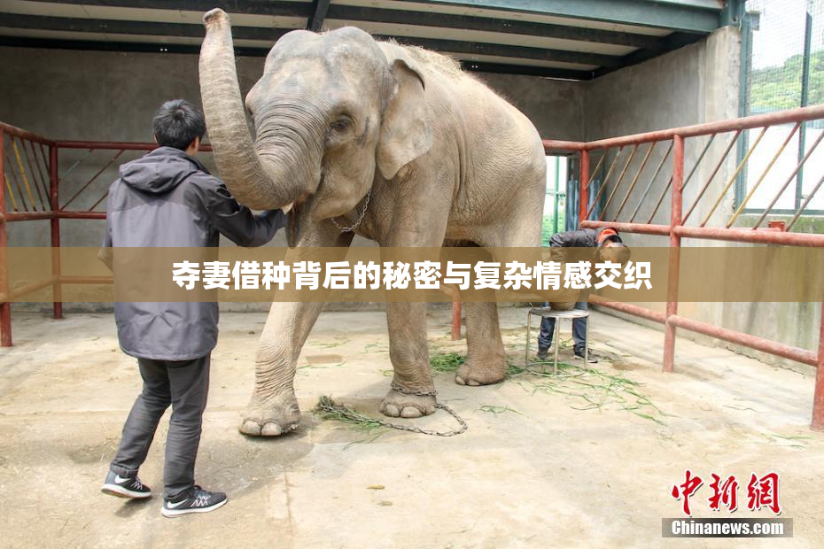 夺妻借种背后的秘密与复杂情感交织