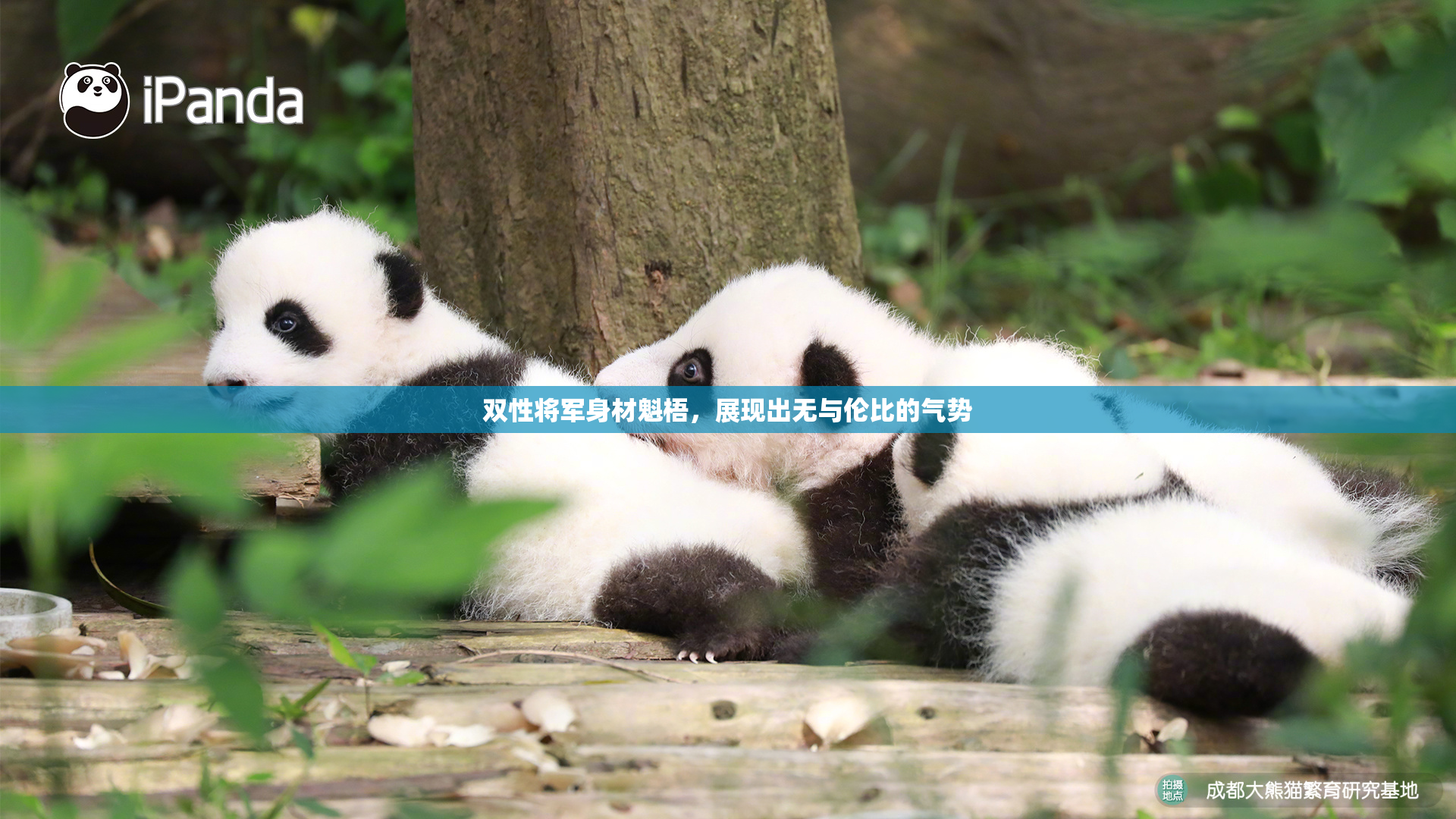 双性将军身材魁梧，展现出无与伦比的气势