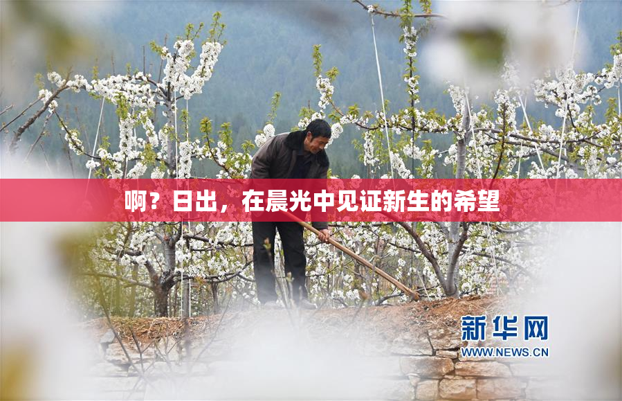 啊？日出，在晨光中见证新生的希望