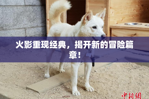 火影重现经典，揭开新的冒险篇章！