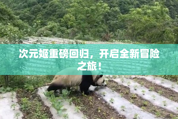 次元姬重磅回归，开启全新冒险之旅！