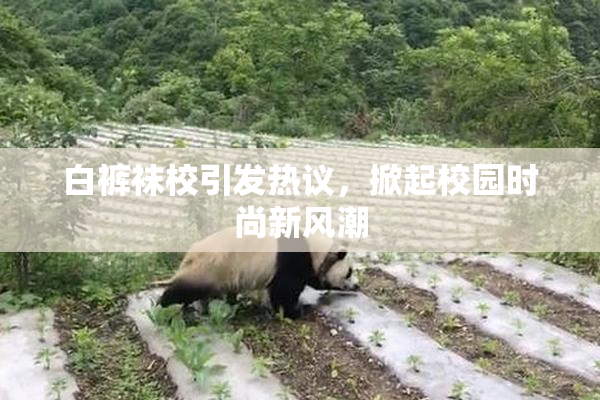 白裤袜校引发热议，掀起校园时尚新风潮