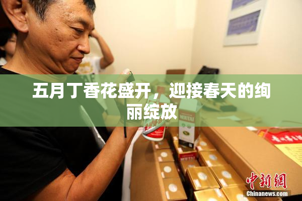 五月丁香花盛开，迎接春天的绚丽绽放