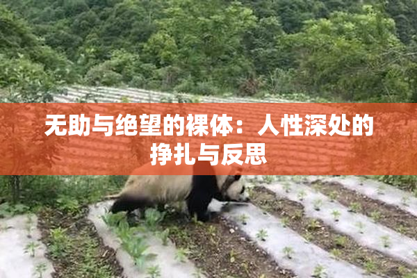 无助与绝望的裸体：人性深处的挣扎与反思