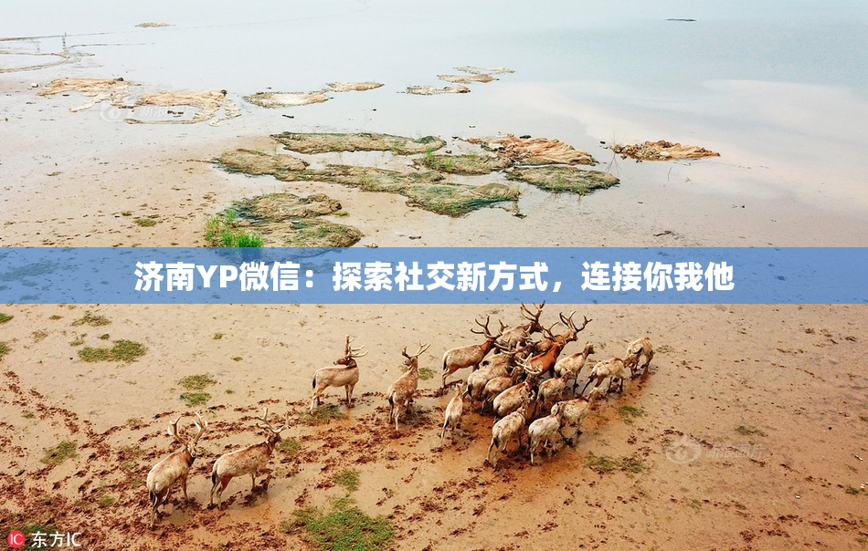 济南YP微信：探索社交新方式，连接你我他
