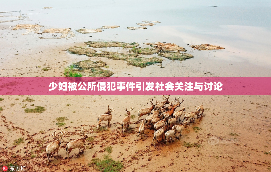 少妇被公所侵犯事件引发社会关注与讨论
