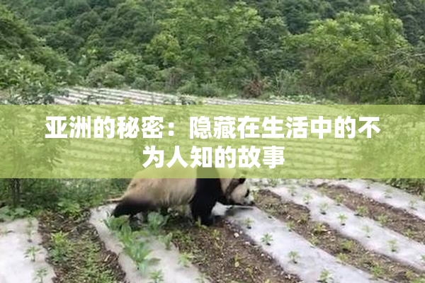 亚洲的秘密：隐藏在生活中的不为人知的故事