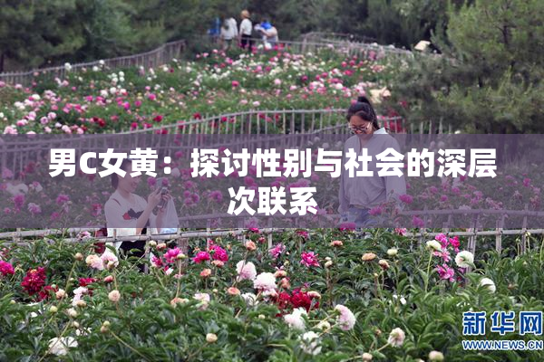 男C女黄：探讨性别与社会的深层次联系