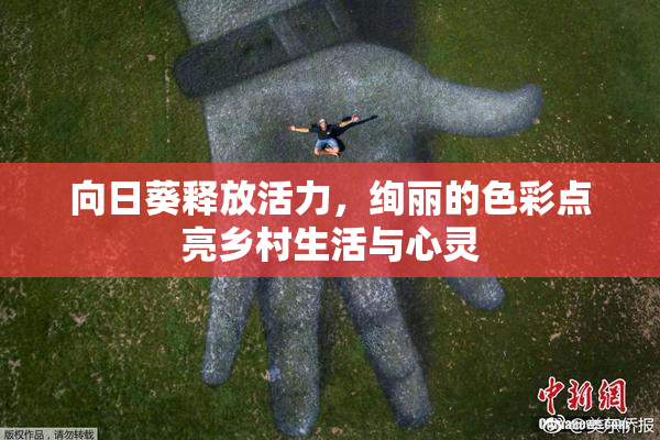 向日葵释放活力，绚丽的色彩点亮乡村生活与心灵