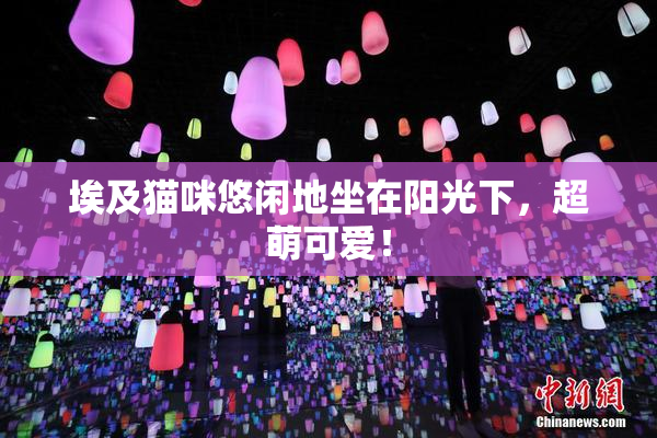 埃及猫咪悠闲地坐在阳光下，超萌可爱！