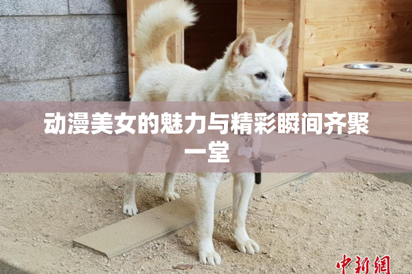 动漫美女的魅力与精彩瞬间齐聚一堂