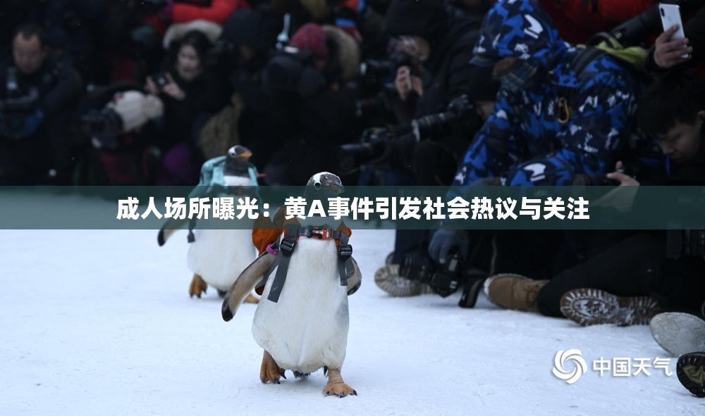 成人场所曝光：黄A事件引发社会热议与关注