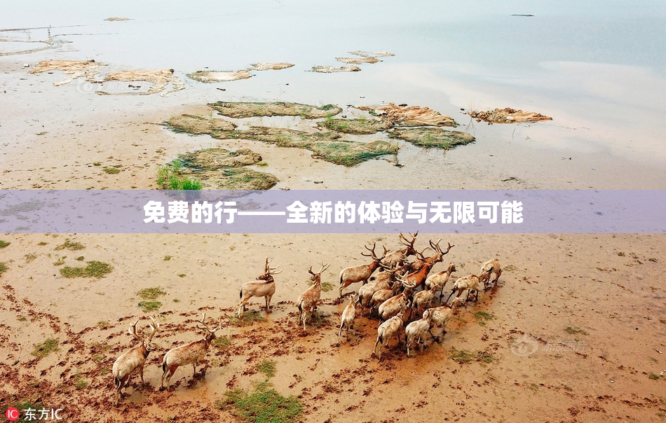 免费的行——全新的体验与无限可能
