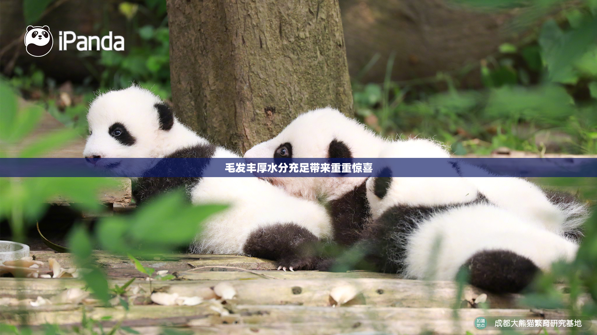 毛发丰厚水分充足带来重重惊喜