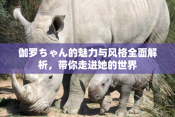 伽罗ちゃん的魅力与风格全面解析，带你走进她的世界