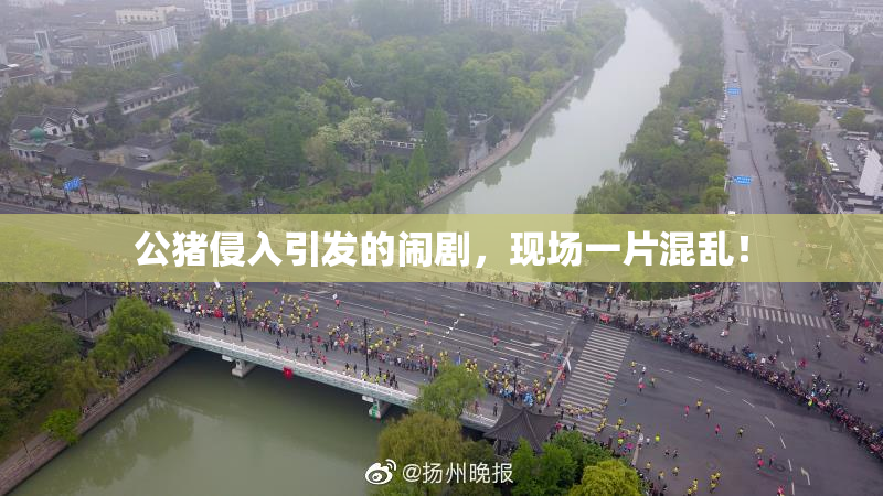 公猪侵入引发的闹剧，现场一片混乱！