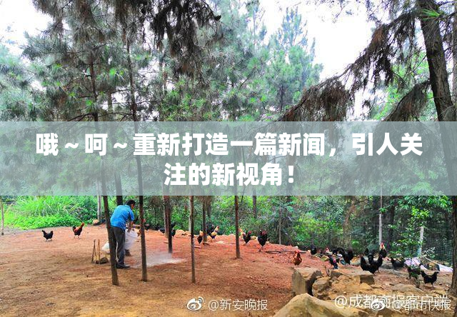 哦～呵～重新打造一篇新闻，引人关注的新视角！
