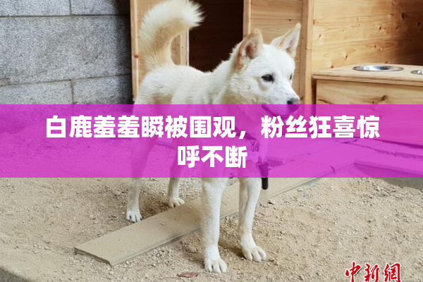 白鹿羞羞瞬被围观，粉丝狂喜惊呼不断