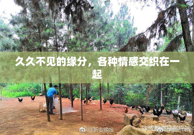 久久不见的缘分，各种情感交织在一起
