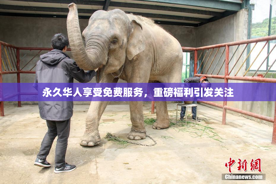 永久华人享受免费服务，重磅福利引发关注