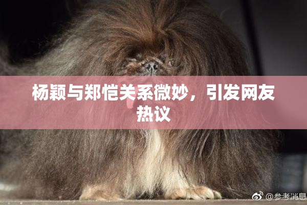 杨颖与郑恺关系微妙，引发网友热议