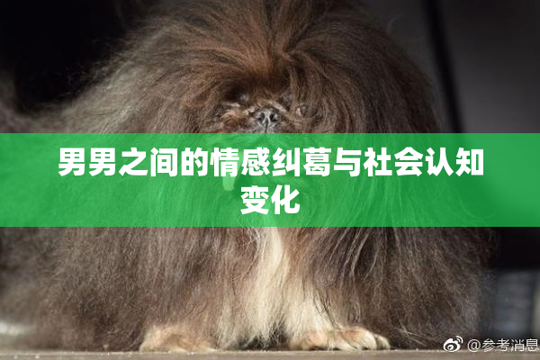 男男之间的情感纠葛与社会认知变化