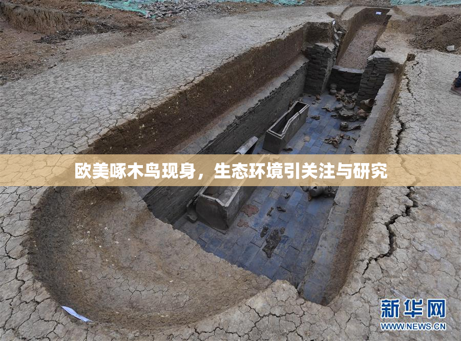 欧美啄木鸟现身，生态环境引关注与研究