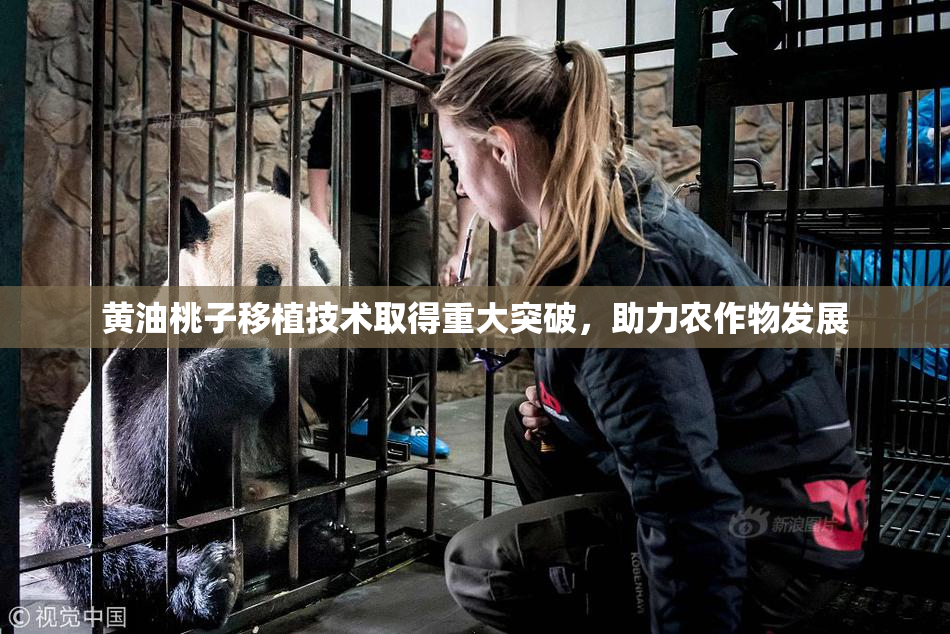 黄油桃子移植技术取得重大突破，助力农作物发展
