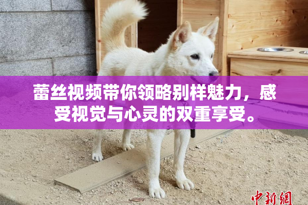 蕾丝视频带你领略别样魅力，感受视觉与心灵的双重享受。