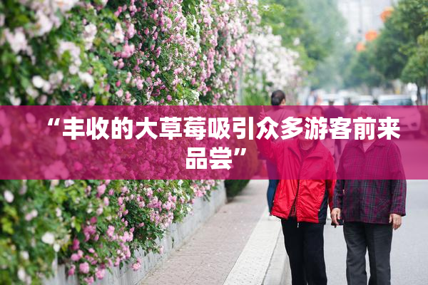 “丰收的大草莓吸引众多游客前来品尝”