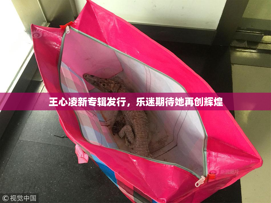 王心凌新专辑发行，乐迷期待她再创辉煌