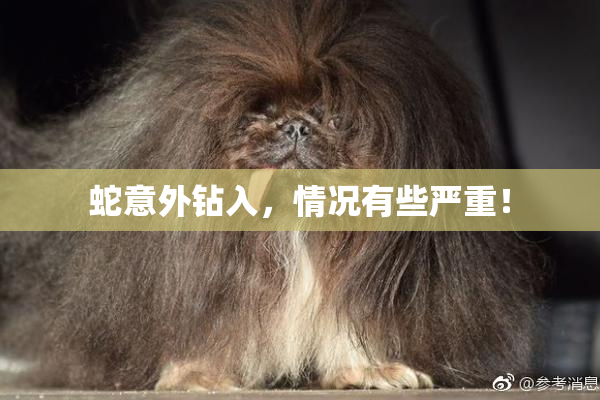 蛇意外钻入，情况有些严重！