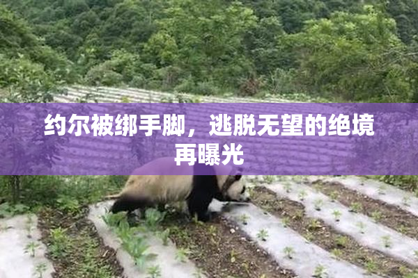约尔被绑手脚，逃脱无望的绝境再曝光