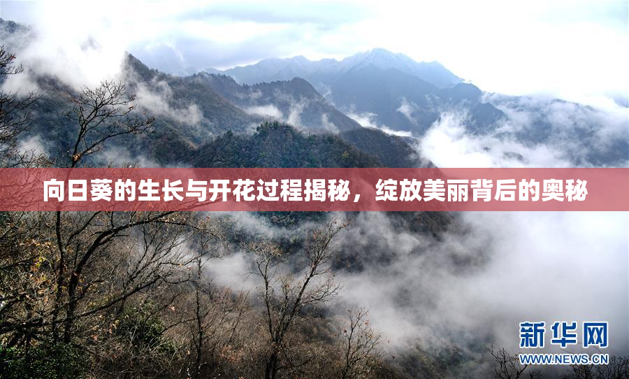 向日葵的生长与开花过程揭秘，绽放美丽背后的奥秘