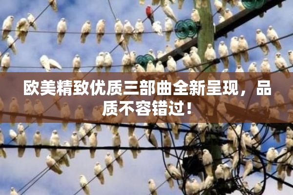 欧美精致优质三部曲全新呈现，品质不容错过！