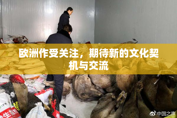 欧洲作受关注，期待新的文化契机与交流