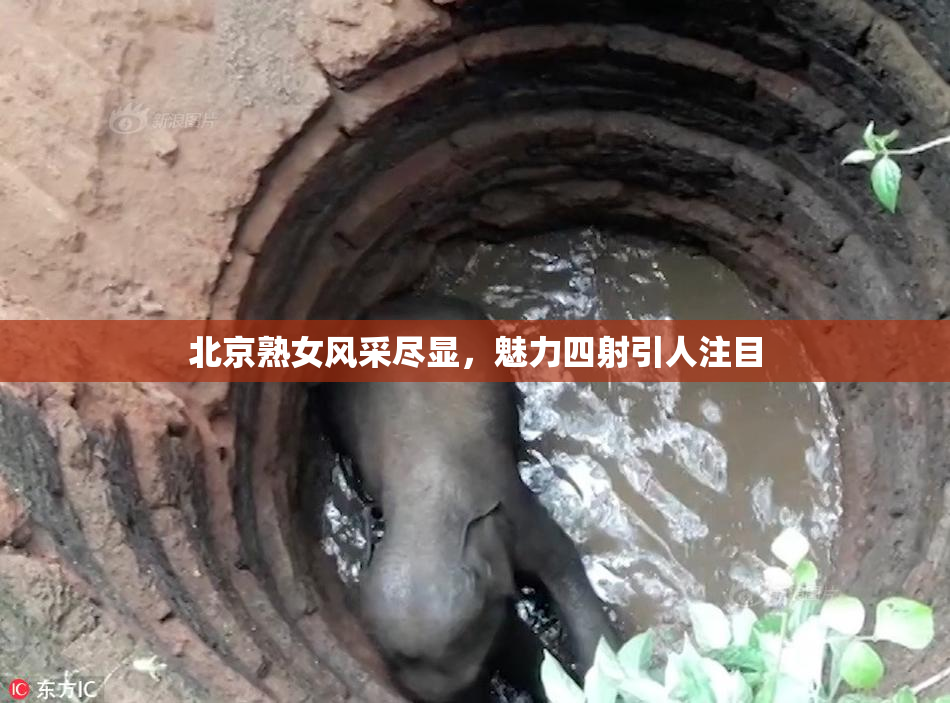 北京熟女风采尽显，魅力四射引人注目