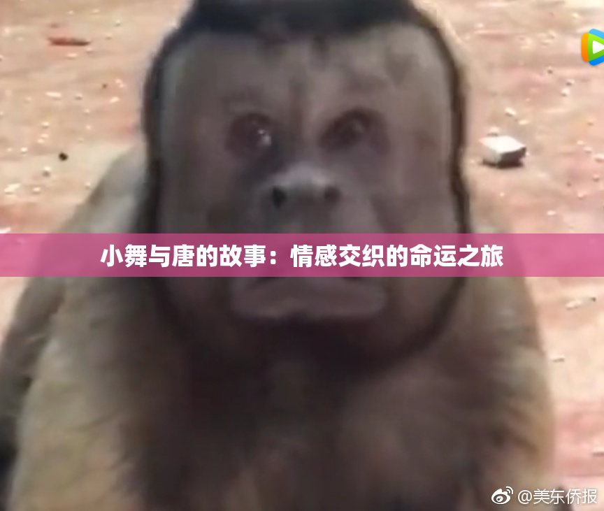 小舞与唐的故事：情感交织的命运之旅