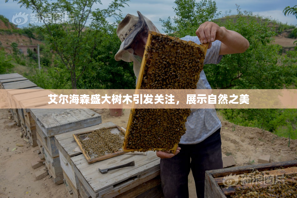 艾尔海森盛大树木引发关注，展示自然之美