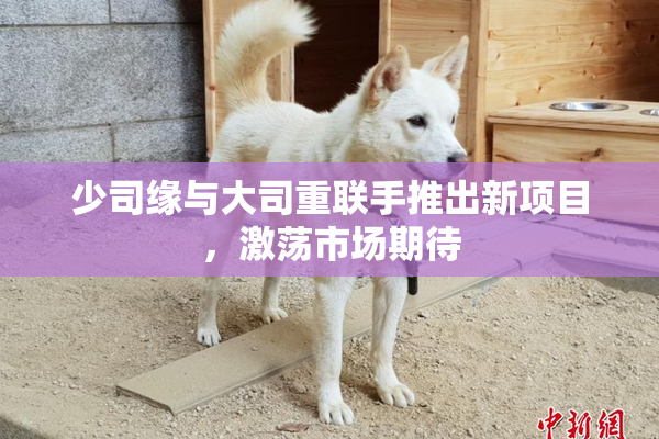 少司缘与大司重联手推出新项目，激荡市场期待